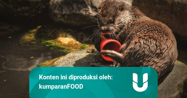 Asalusul Perasa Vanila dan Apa Hubungannya dengan Anus